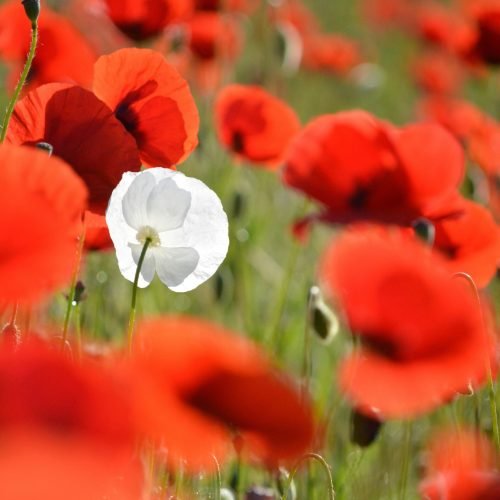 Original personalizacion